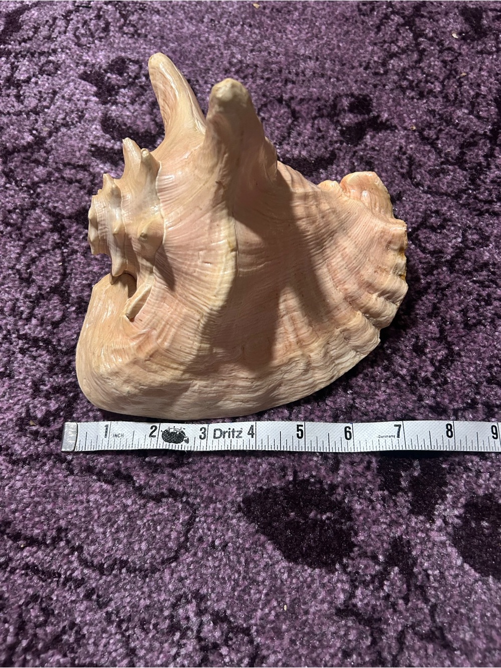 Natural Large Queen Conch Shell - Picture 4 of 7